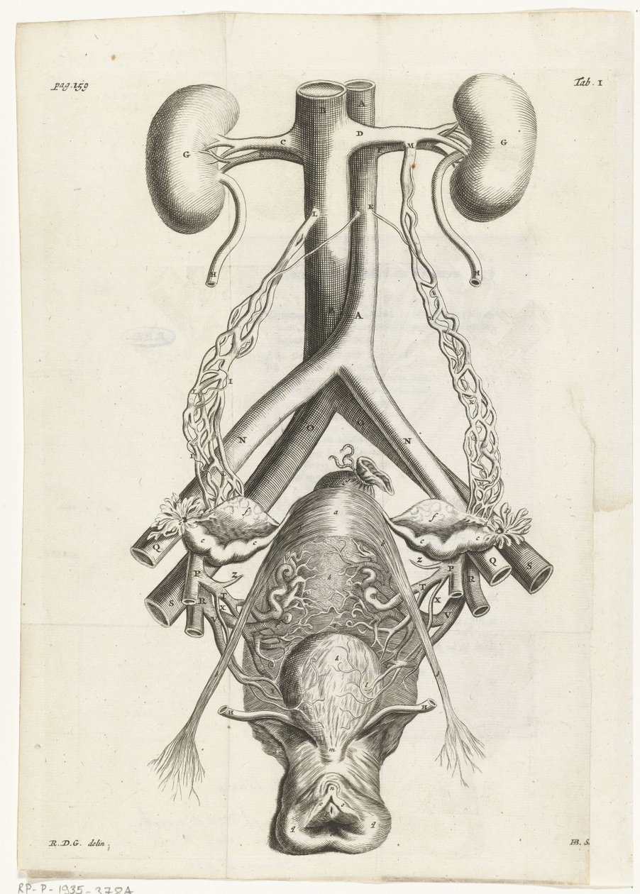 Anatomisk billede af de kvindelige kønsorganer og nyrer Bogillustration for: Reinier de Graaf, Alle værker, Amsterdam, 1686 af Hendrik Bary