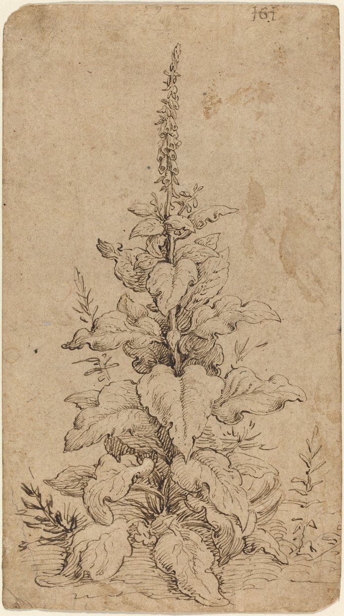 En Foxglove i blomst af Hendrik Goltzius