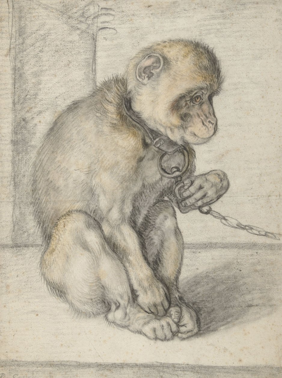 En siddende abe på en kæde, 1592-1602 (sort, okker og rød kridt) af Hendrik Goltzius