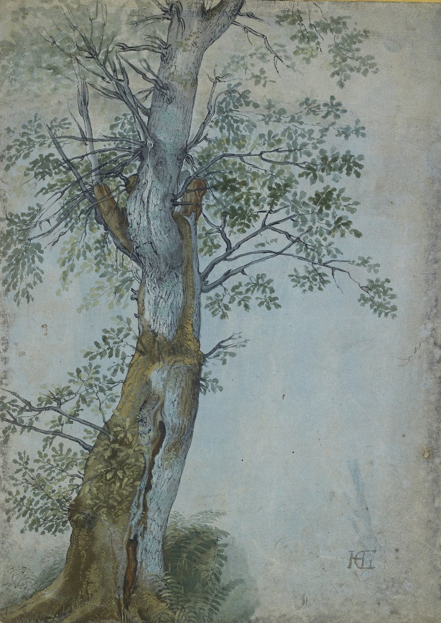 Study of a Tree, 1597-99 (pen i mørkebrunt blæk, pensel i wc & kropsfarve, forhøjet med hvidt på blåt papir) af Hendrik Goltzius