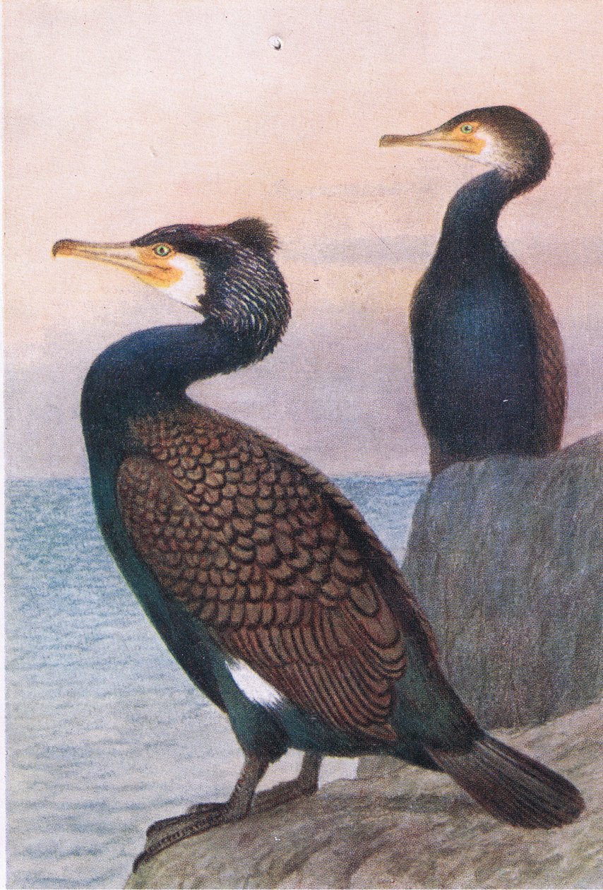 Skarv, Postkort,1930