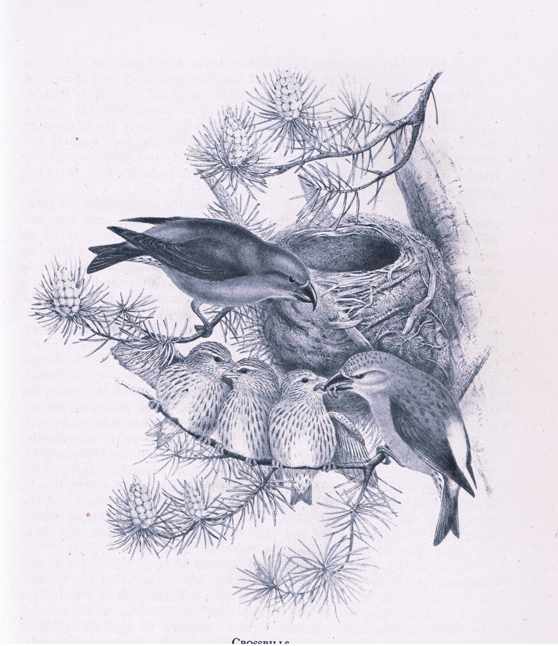 Crossbills, Nature in Britain udgivet af Collins, 1946 af Hendrik Gronvold