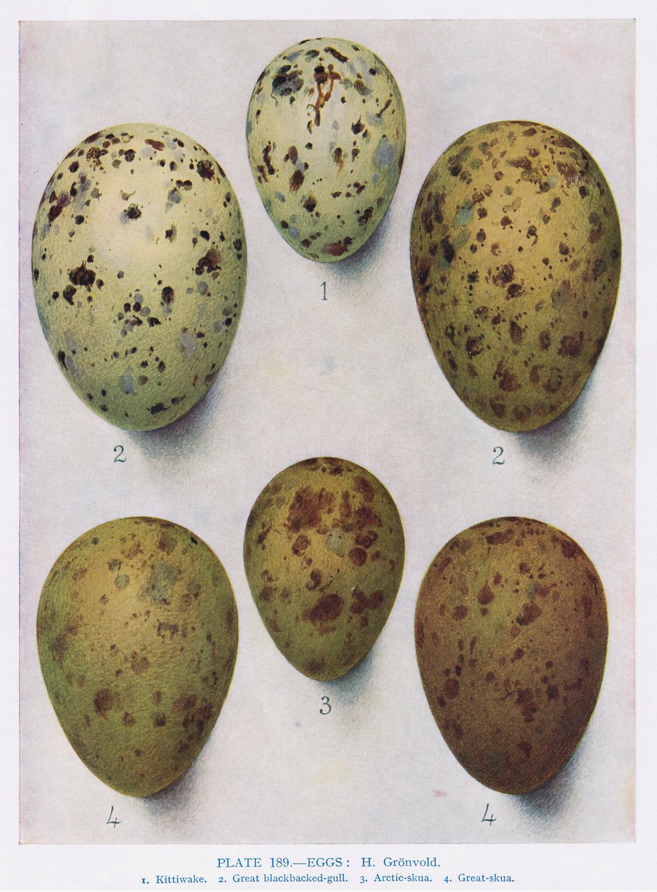 Æg: Sorthovedet måge:Almindelig måge:etc, illustration fra 