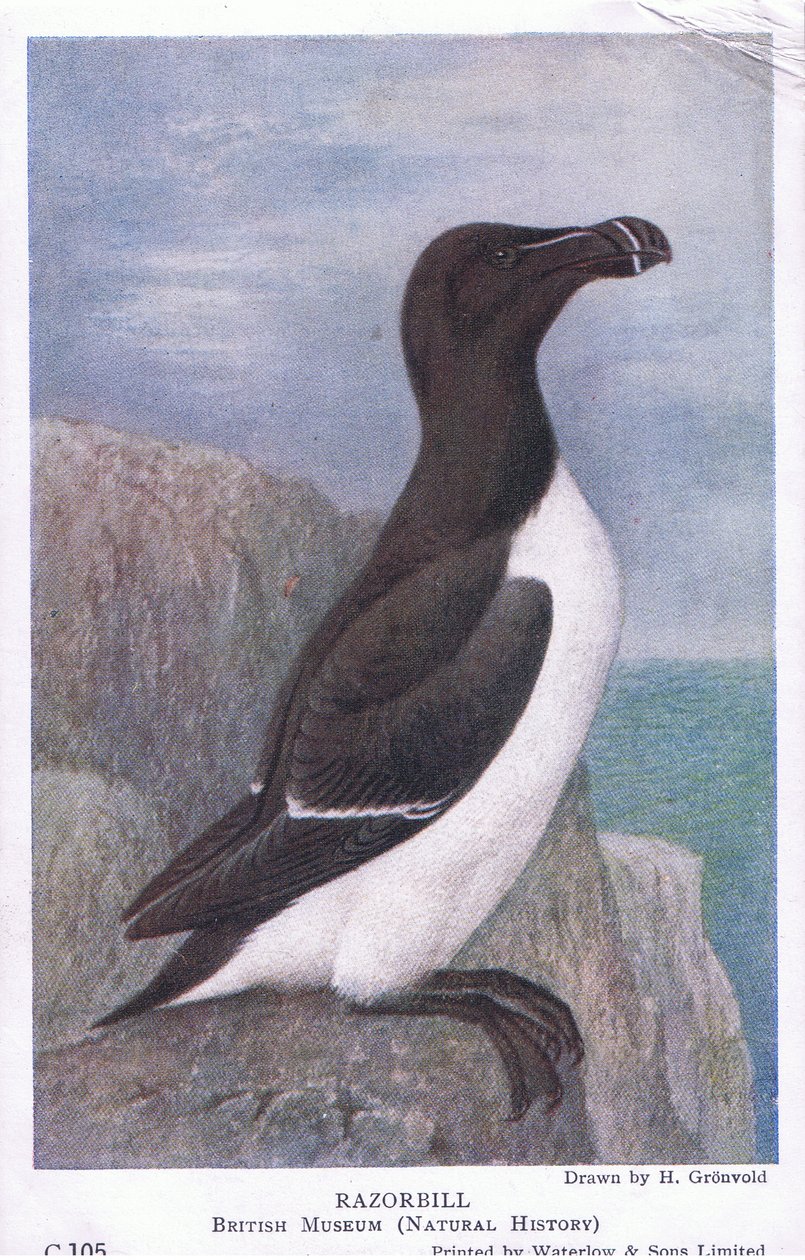 Razorbill, Postkort,1930
