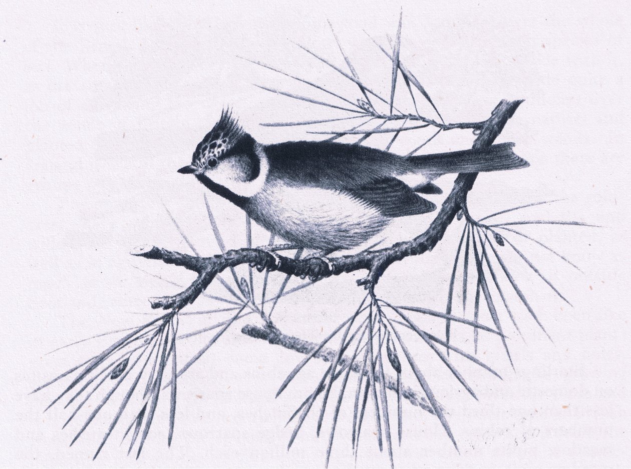Scottish Crested Tits, Nature in Britain udgivet af Collins, 1946 af Hendrik Gronvold