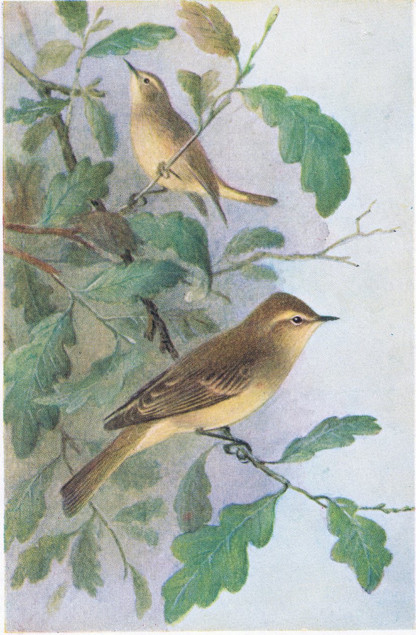 Pilesanger, Postkort,1930
