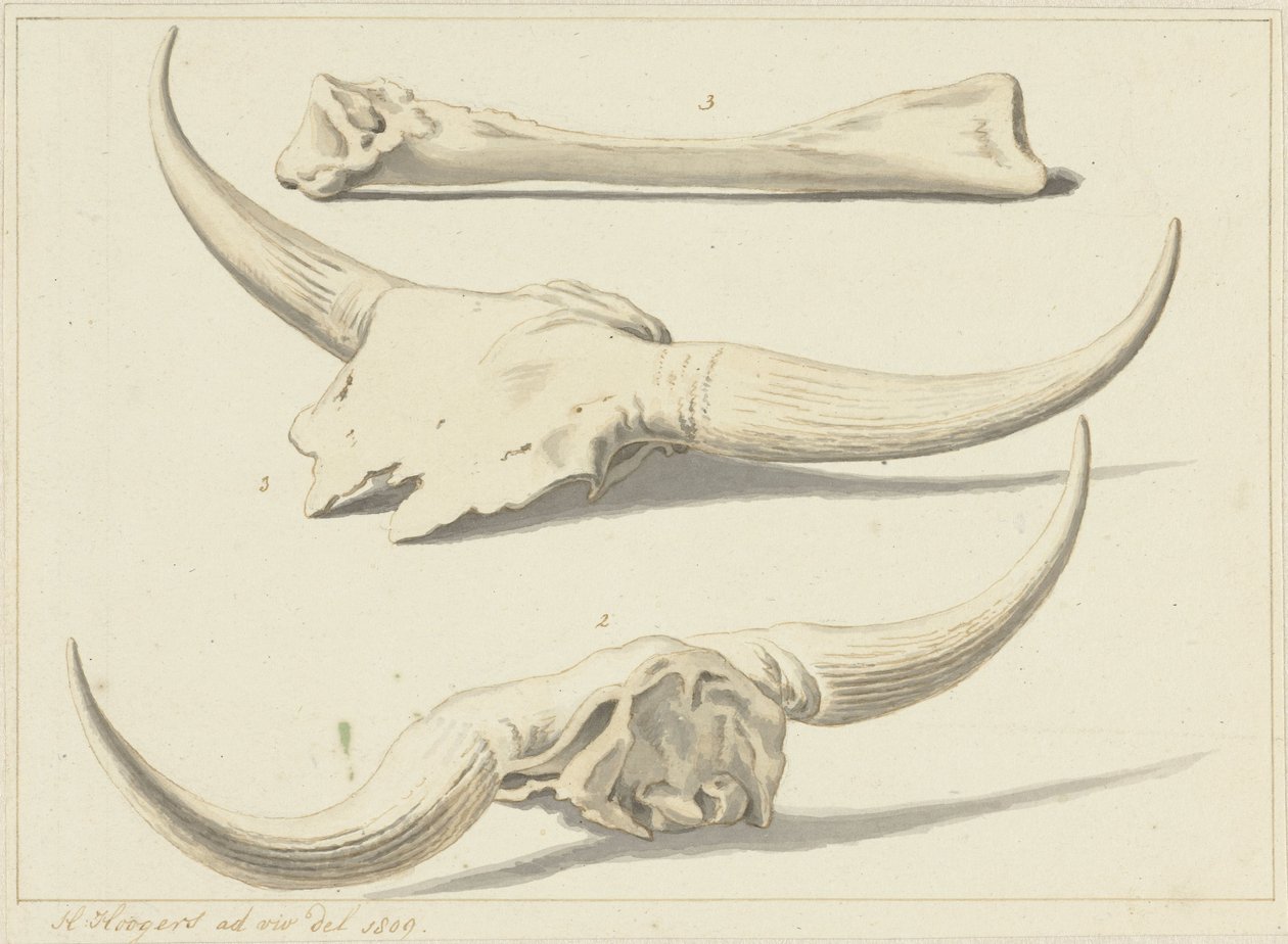 Fossile knogler af en urokse, fundet under oversvømmelsen, 1809 af Hendrik Hoogers
