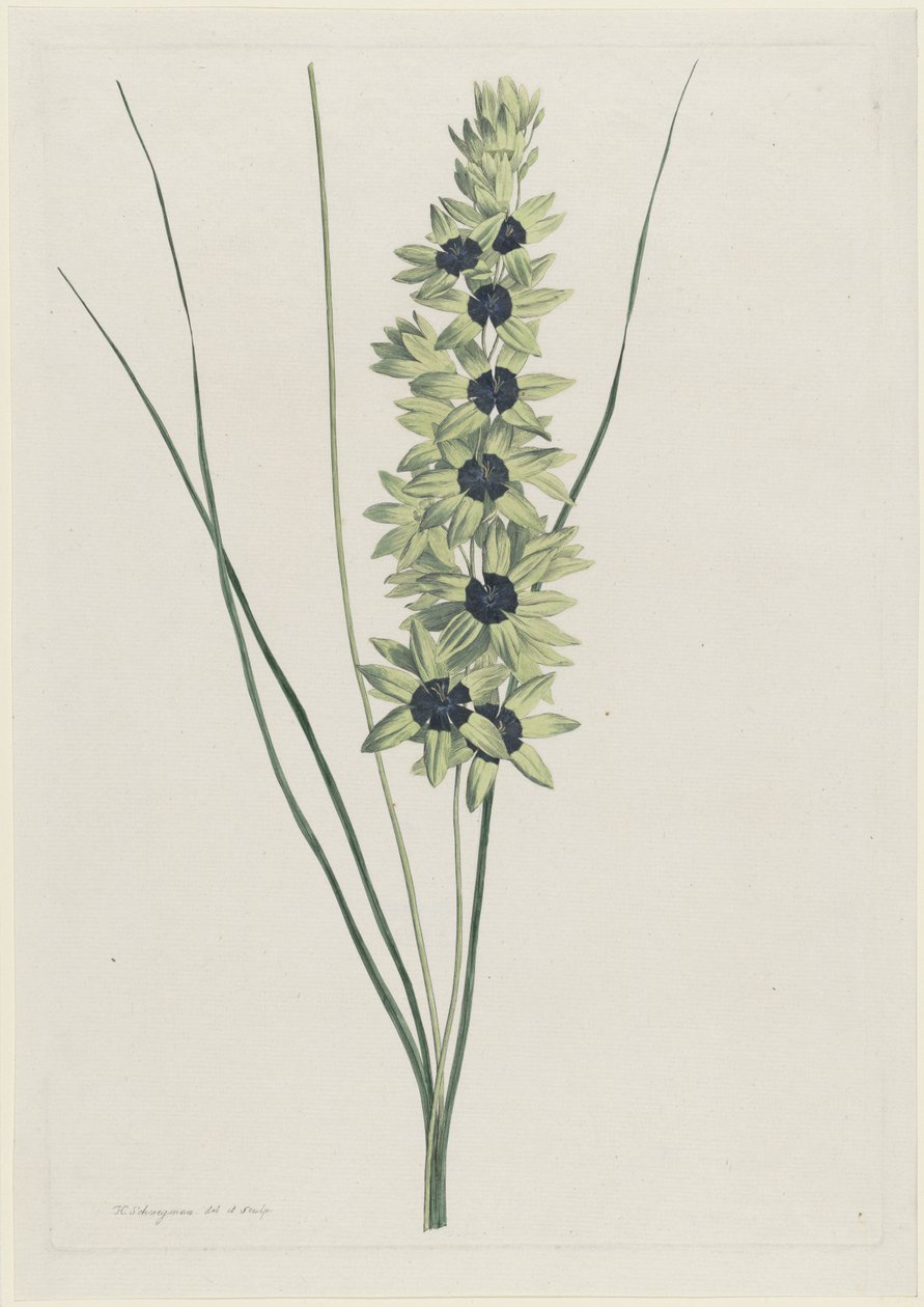 Afrikaanse iris (Ixia maculata verdi) af Hendrik Schwegman