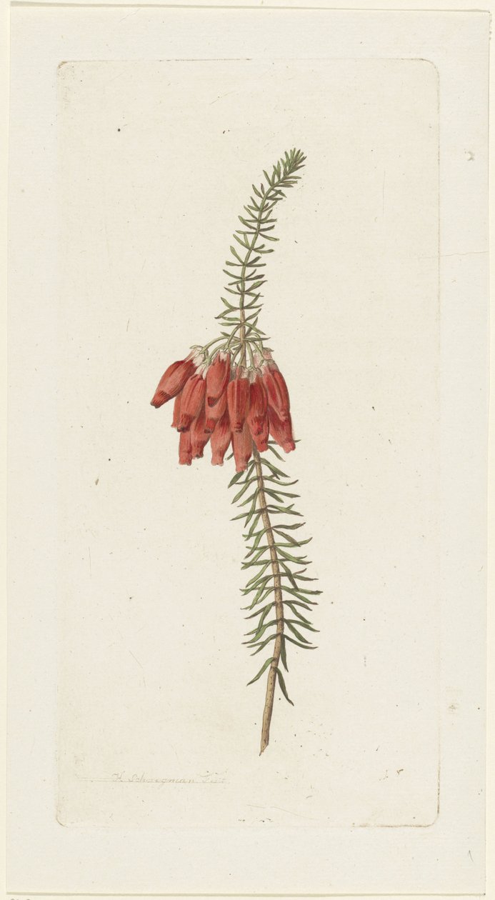 Blomster (Erica Mammosa) af Hendrik Schwegman