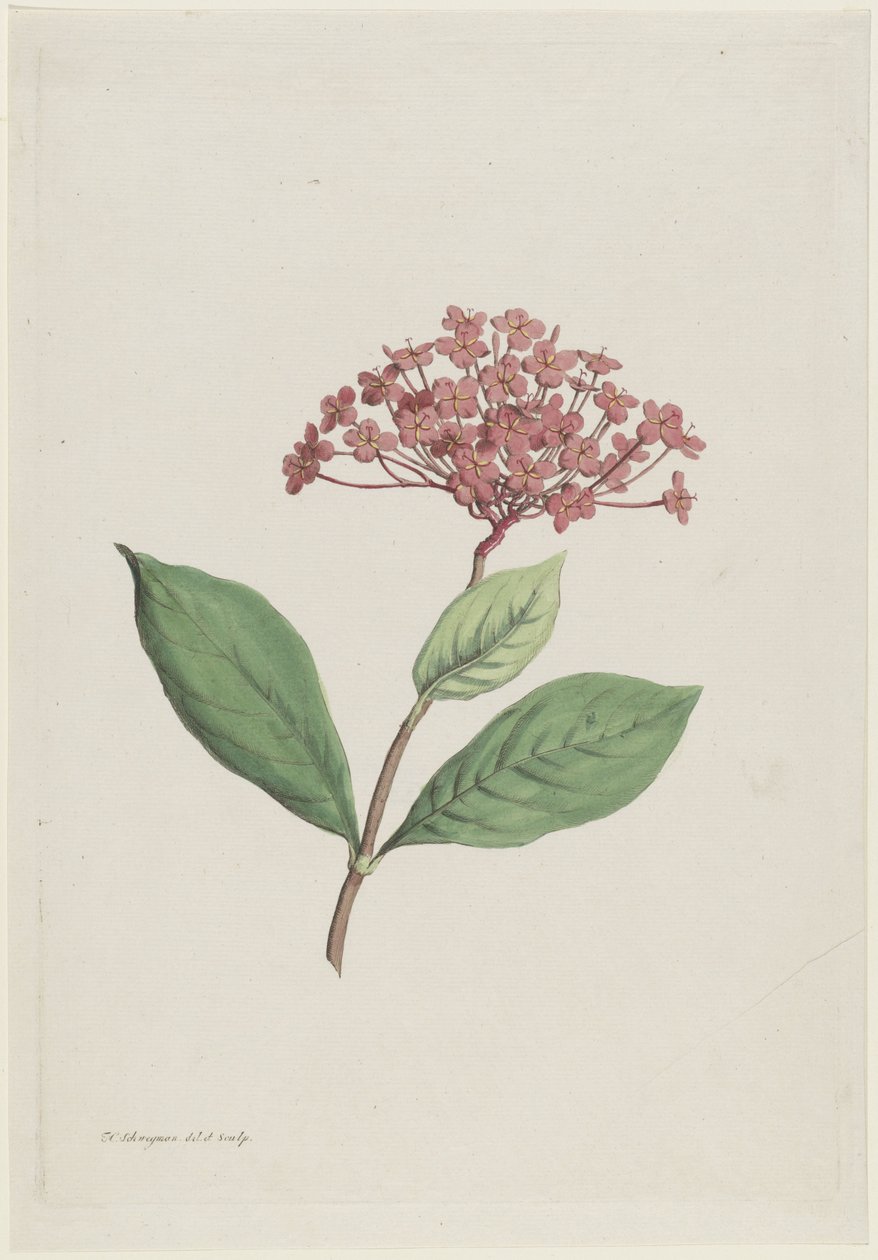 Påfuglekirsebær (Ixora coccinea) af Hendrik Schwegman