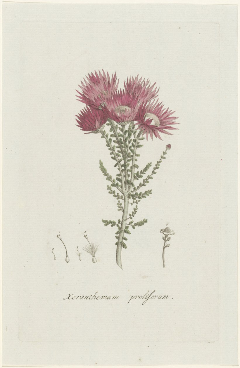 Phaenocoma prolifera Xeranthemum proliferum (titel på objekt) af Hendrik Schwegman