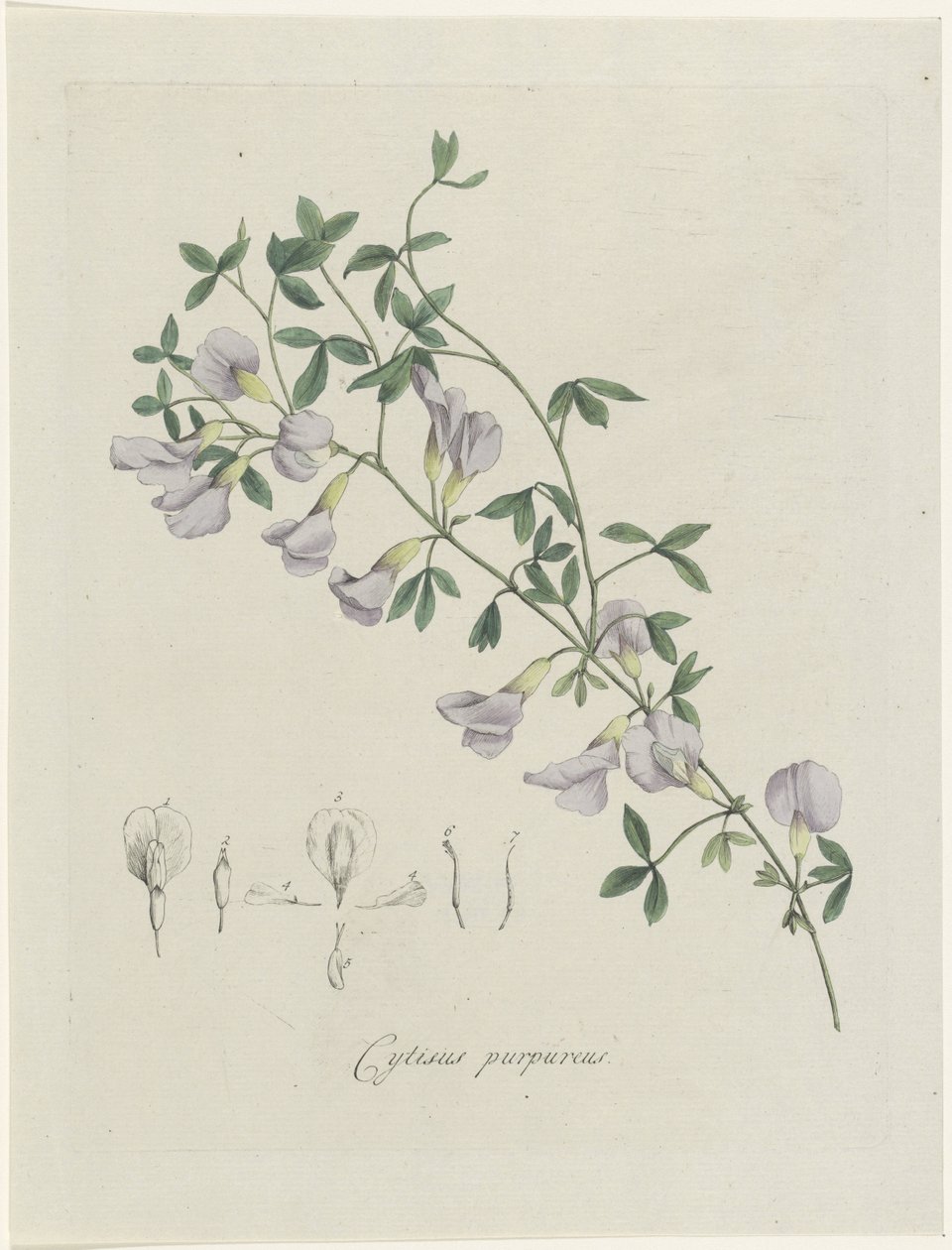 En lilla brasen Lilla Cytisus (titel på objekt) af Hendrik Schwegman