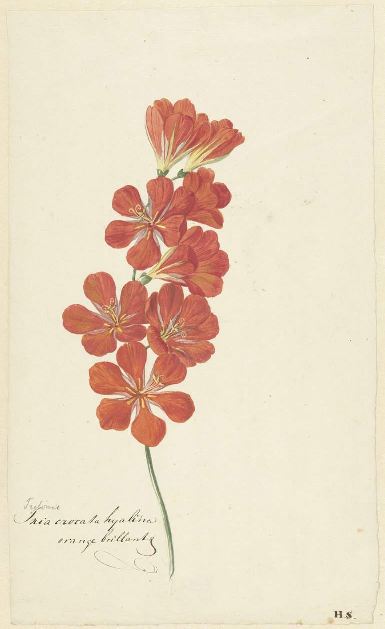 Tritonia Crocata (Flame Freesia) af Hendrik Schwegman