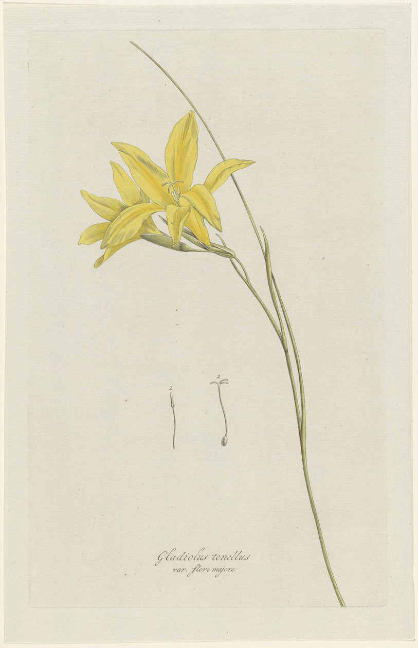 Sværdlilje (Gladiolus carinatus Aiton) Gladiolus tenellus var. flore majore (titel på objekt) af Hendrik Schwegman
