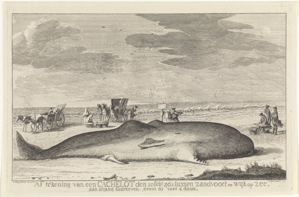 opvasket kaskelothval Afmelding af et cacheparti den 20. februar 1762 mellem Zandvoort og Wyk op Zee, kørt på en strand, stor 61 fod 6 duum. (titel på objekt) af Hendrik Spilman
