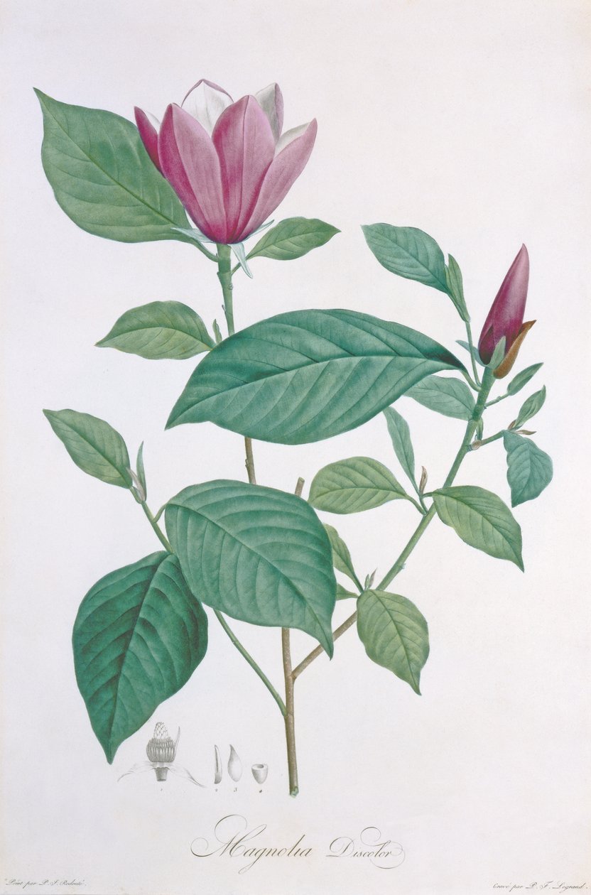 Magnolia discolor, graveret af Legrand af Pierre Joseph Redouté