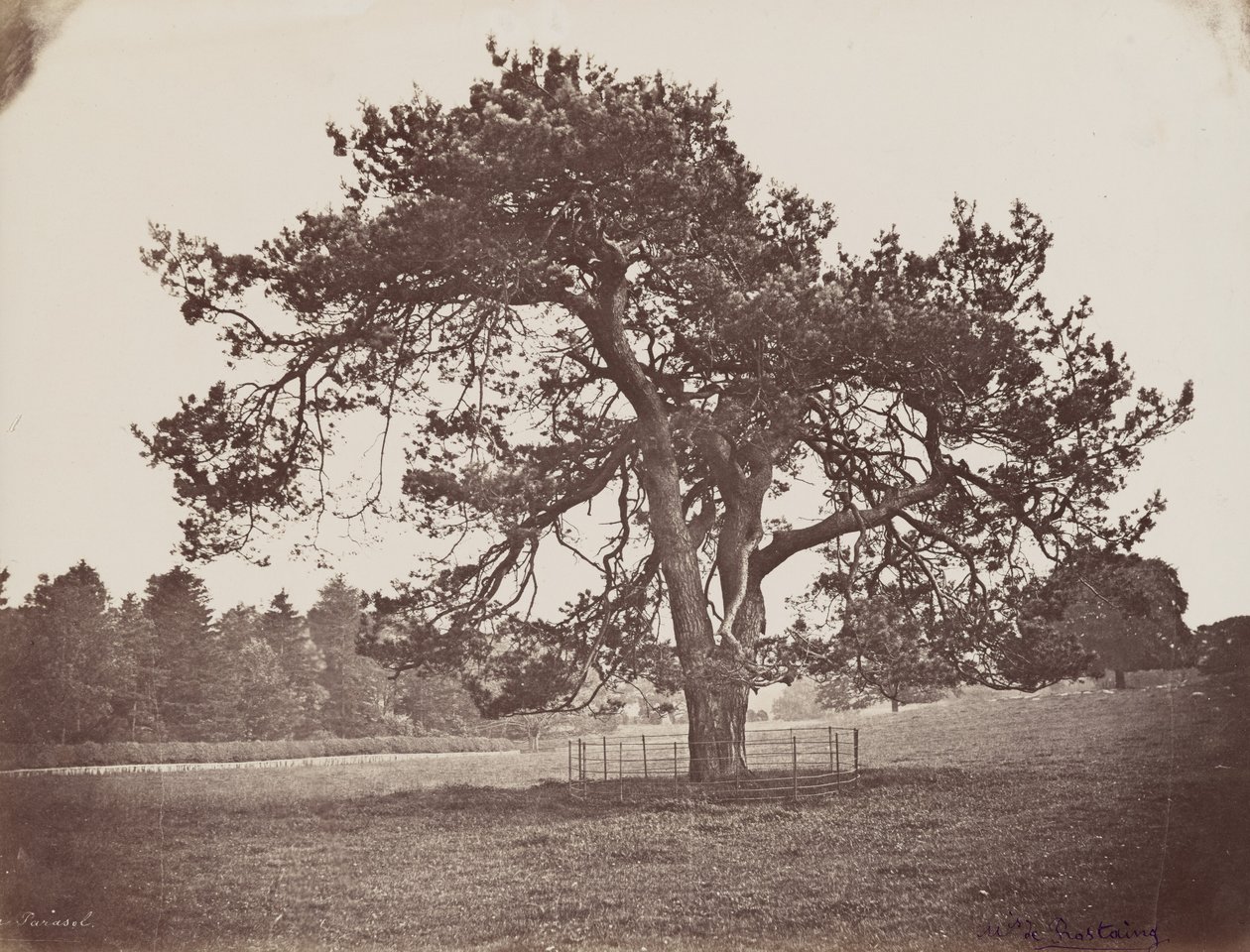 Hamilton Palace Park (Parasol Pine), ca. 1858 (foto) af Henri Charles de Rostaing