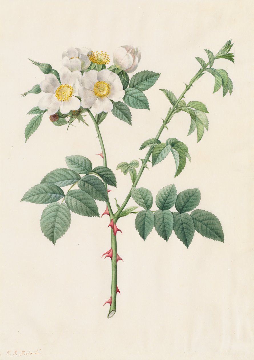 Brier Bush Rose eller Hunderose Rosa Leucantha, 1817-1824. af Pierre Joseph Redouté