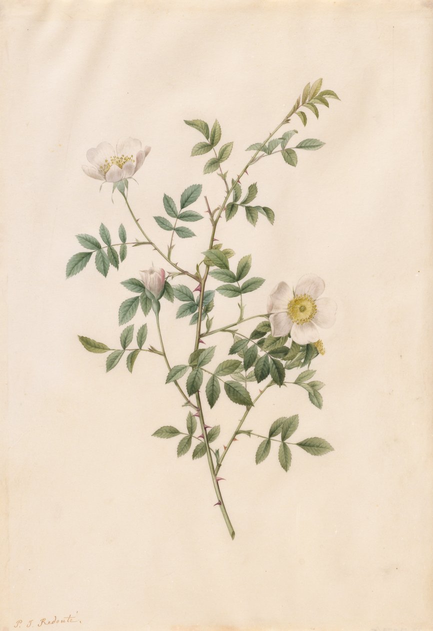 Brier Bush Rose eller Hunderose Rosa Sepium Rosea, 1817-1824. af Pierre Joseph Redouté