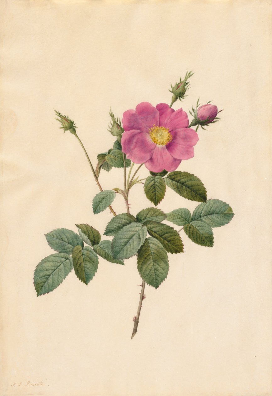 Kålrose Rosa Centifolia Simplex, 1817-1824. af Pierre Joseph Redouté