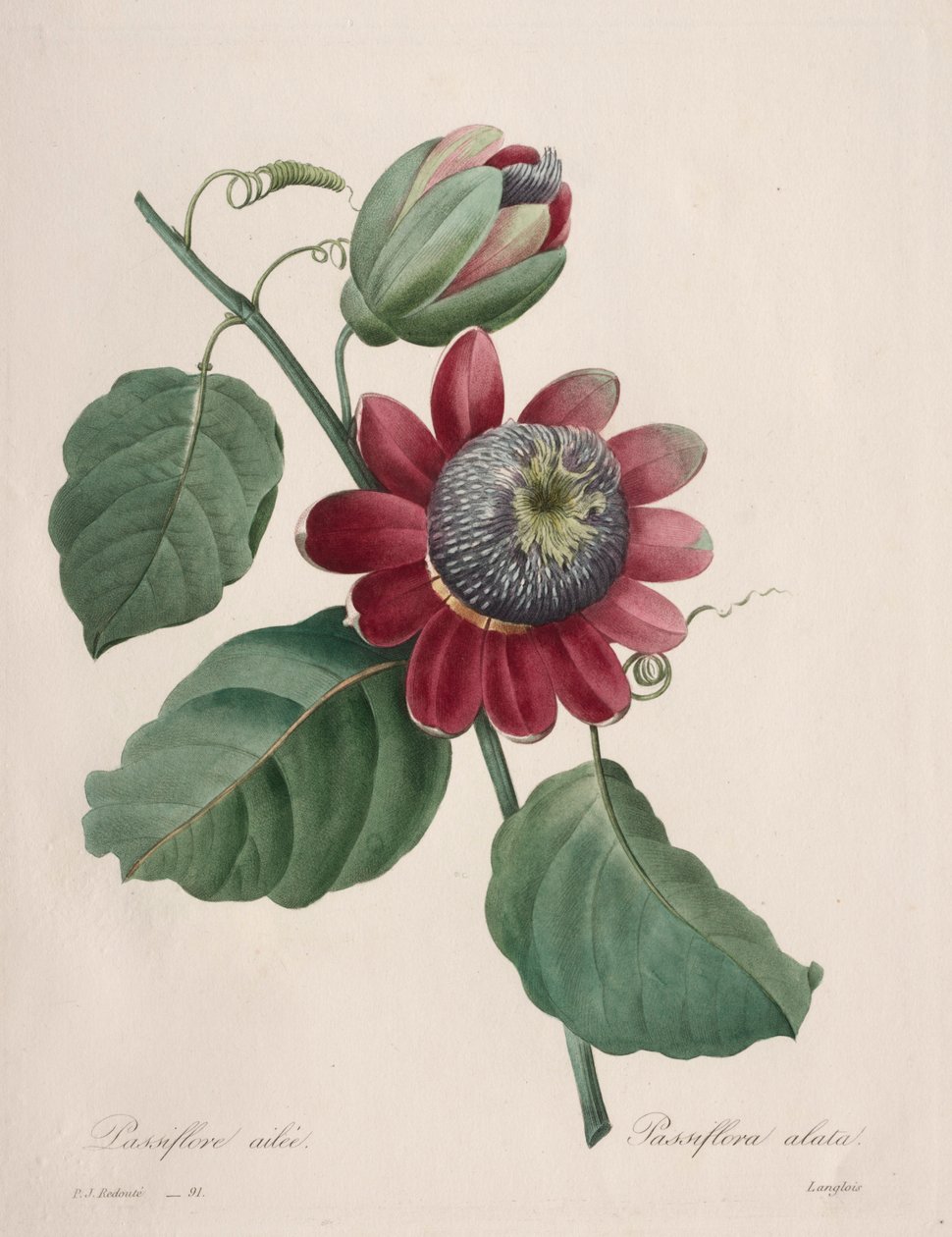 Valg af de smukkeste blomster...smukkeste frugter: Passiflore ailee, 1827. af Pierre Joseph Redouté