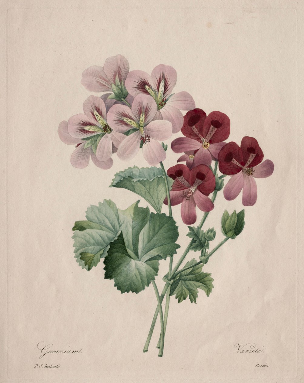 Geranium, 1827. af Pierre Joseph Redouté