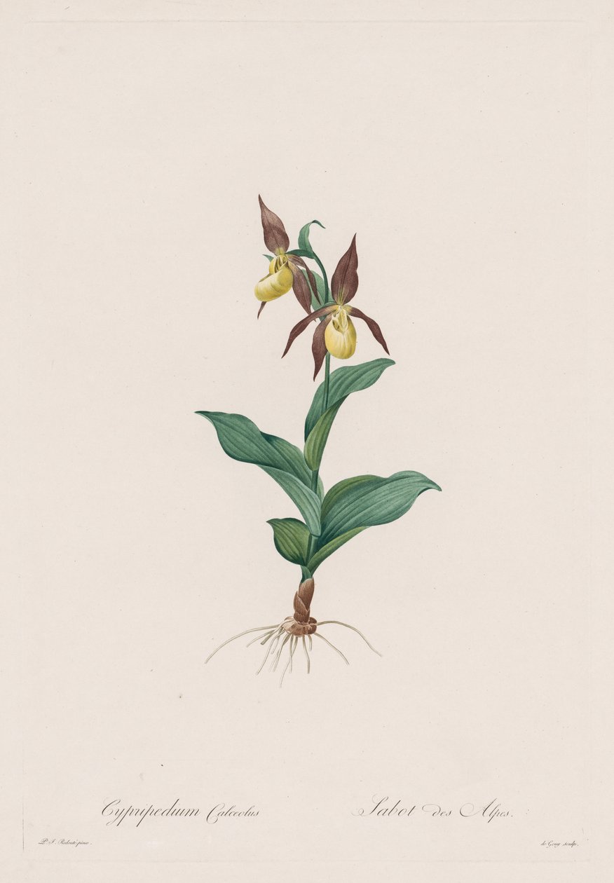 Les Liliacées: Cypripedium sko, 1802-1816. af Pierre Joseph Redouté