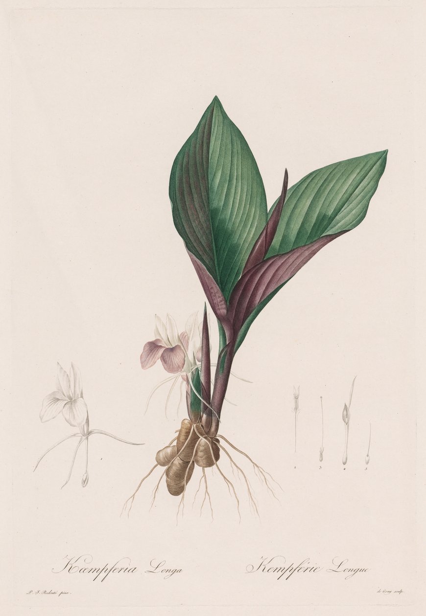 Les Liliacées: Kaempferia longa, 1802-1816. af Pierre Joseph Redouté