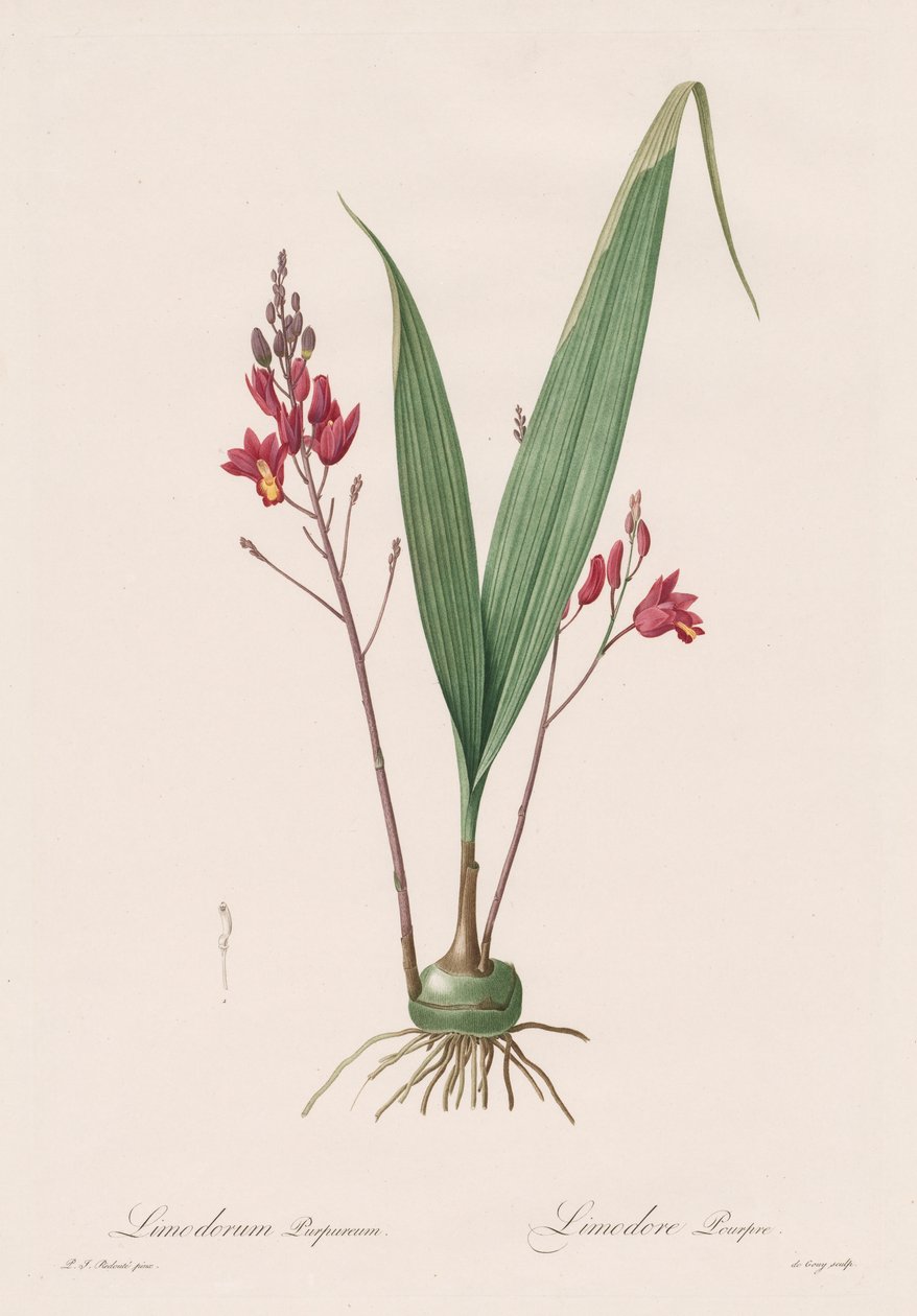 Les Liliacées: Limodorum purpureum, 1802-1816 af Pierre Joseph Redouté