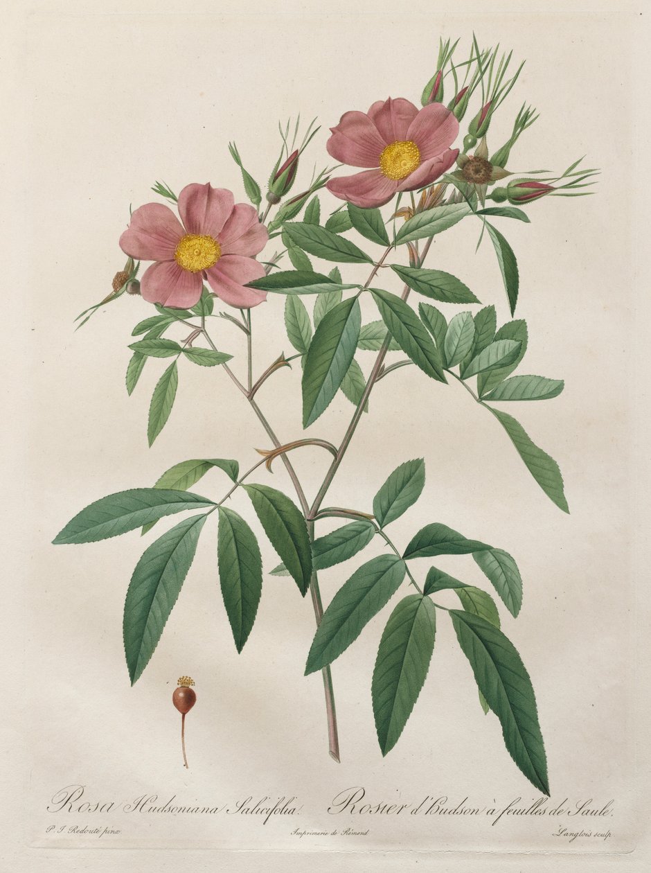 Roserne: Rosa Hudsoniana Salicifolia, 1817-1824. af Pierre Joseph Redouté