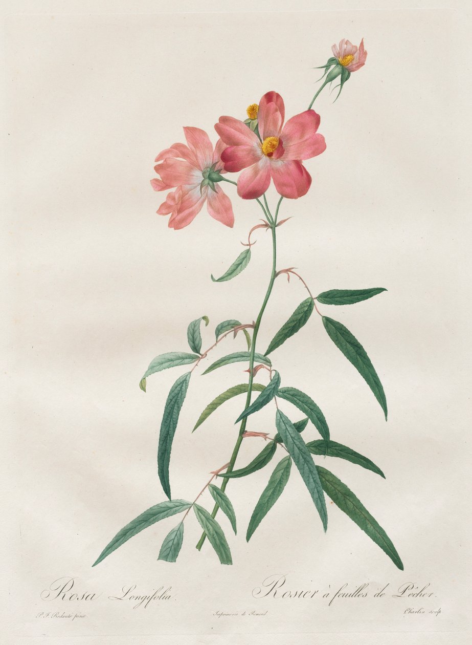 Roserne: Rosa Longifolia, 1817-1824. af Pierre Joseph Redouté