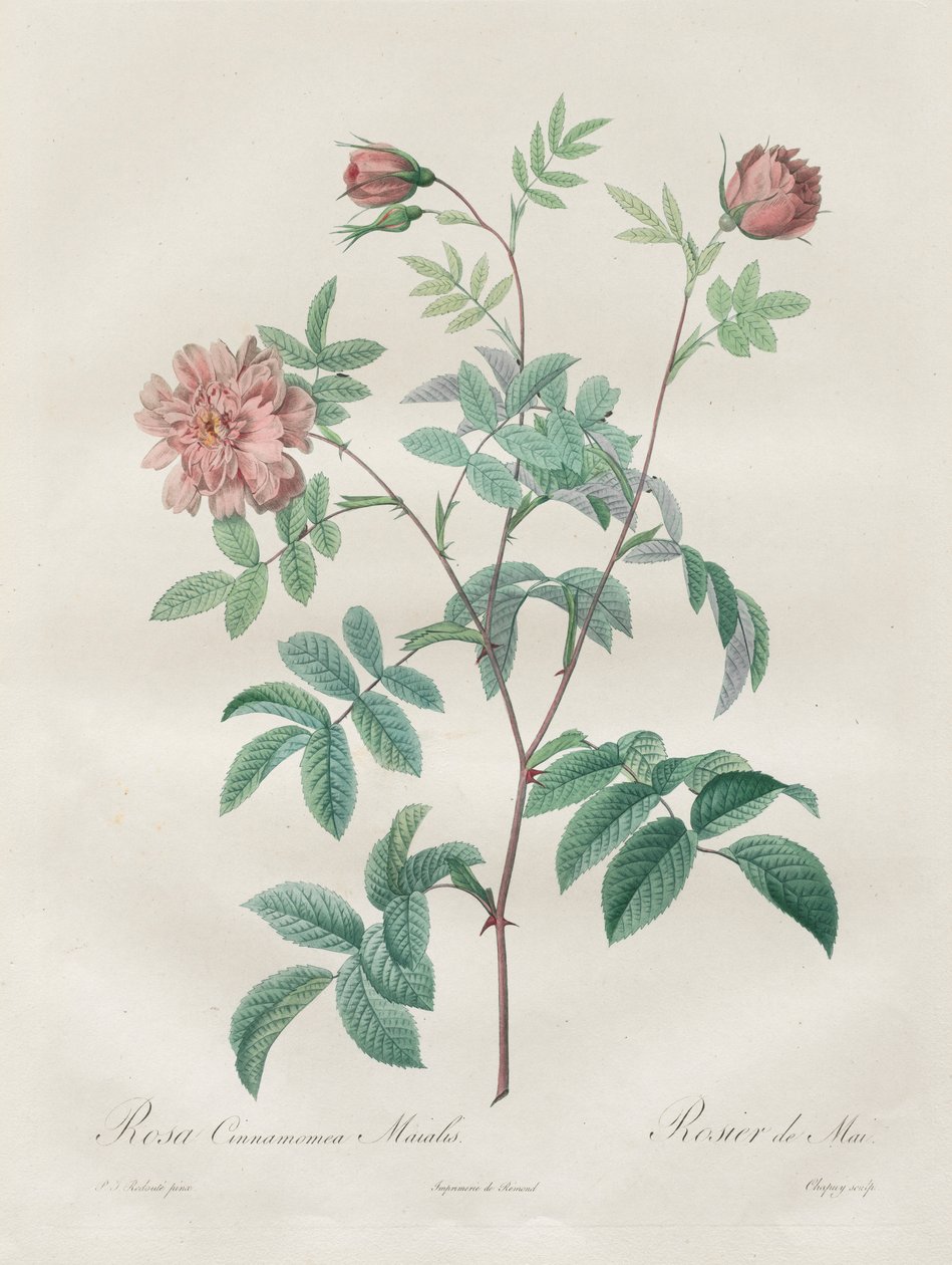 Les Roses: Rosa cinnamomea, 1817-1824. af Pierre Joseph Redouté