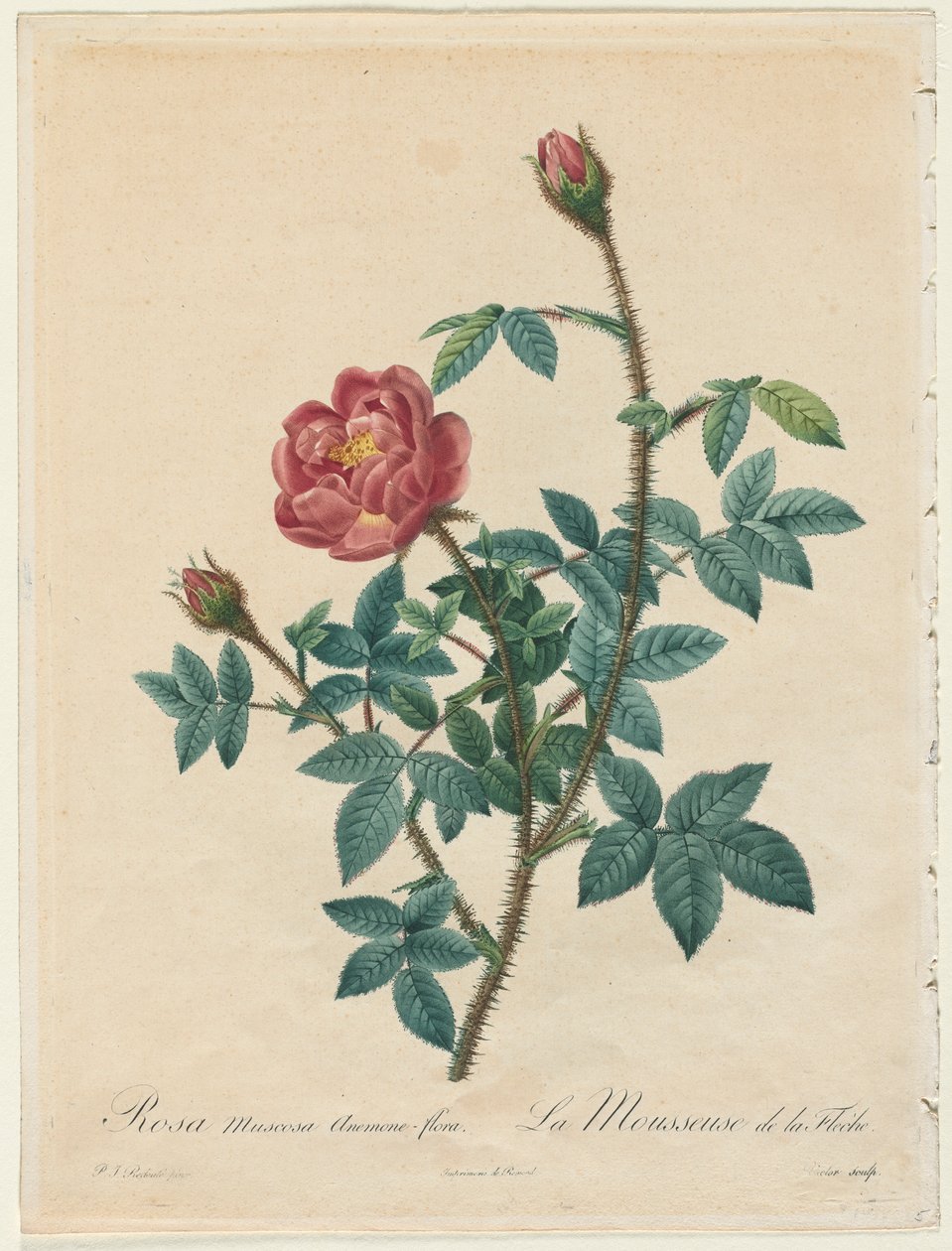 Moss Rose, 1817-1824. af Pierre Joseph Redouté