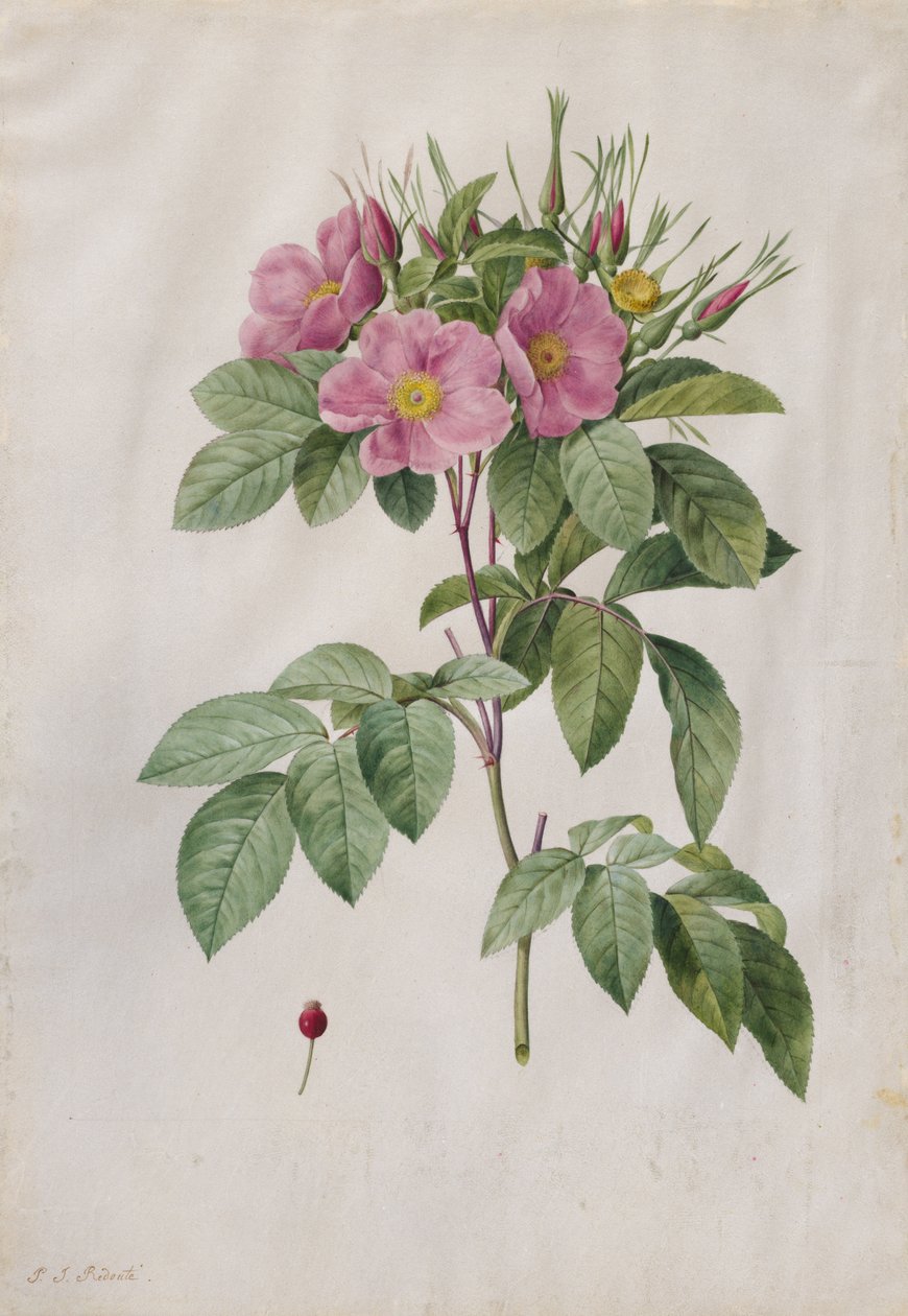 Græsgang Rose Rosa Carolina Corymbosa, 1817-1824. af Pierre Joseph Redouté