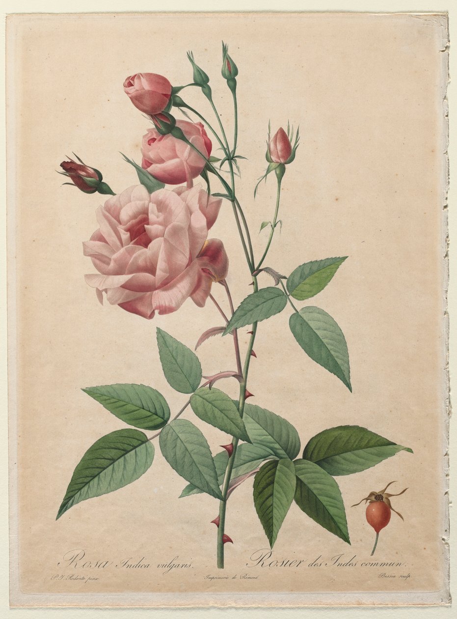 Roserne: Kina eller Bengal Rose, 1817-1824. af Pierre Joseph Redouté