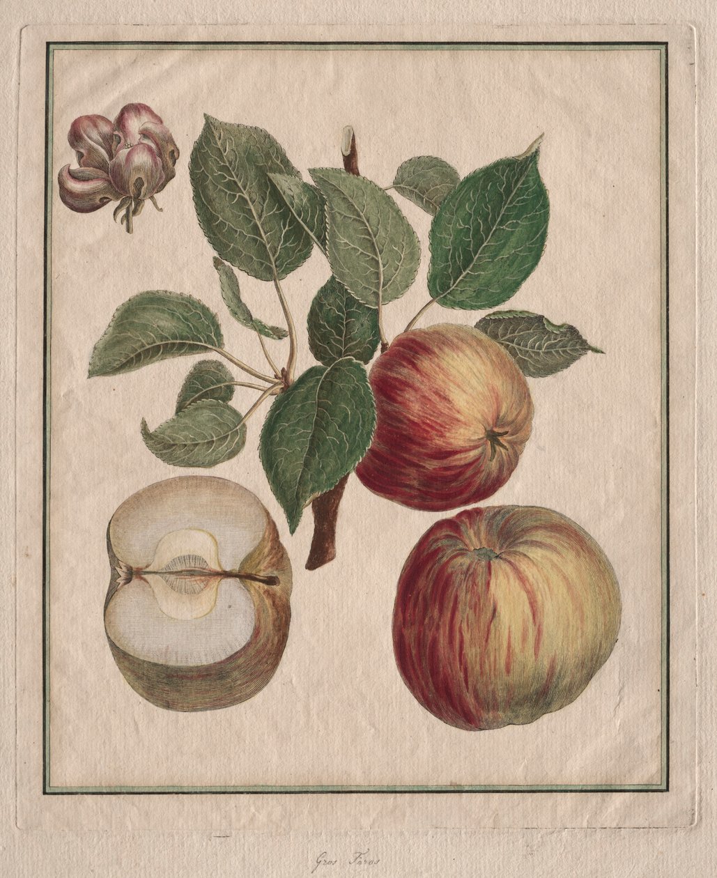 Æble med blade og frugtblomster, 1768. af Henri Louis Duhamel du Monceau