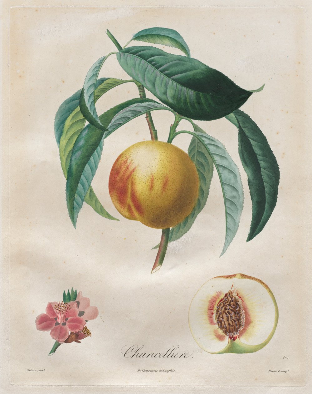 Traktat om frugttræer: Kansler, 1808-1835. af Henri Louis Duhamel du Monceau