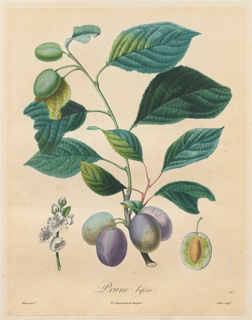Afhandling om frugttræer: Prune bifère, 1808-1835. af Henri Louis Duhamel du Monceau