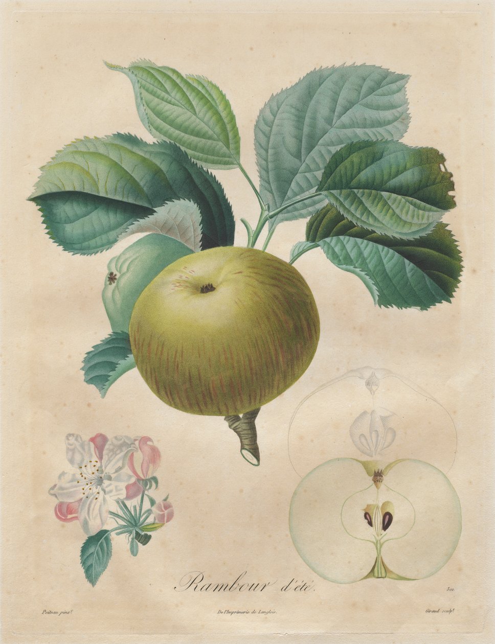 Afhandling om frugttræer: Summer Rambour af Henri Louis Duhamel du Monceau