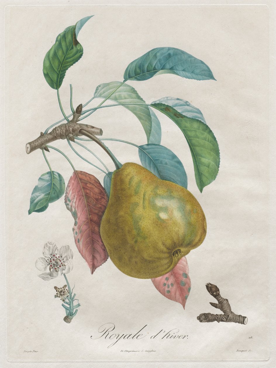 Afhandling om frugttræer: Winter Royal af Henri Louis Duhamel du Monceau