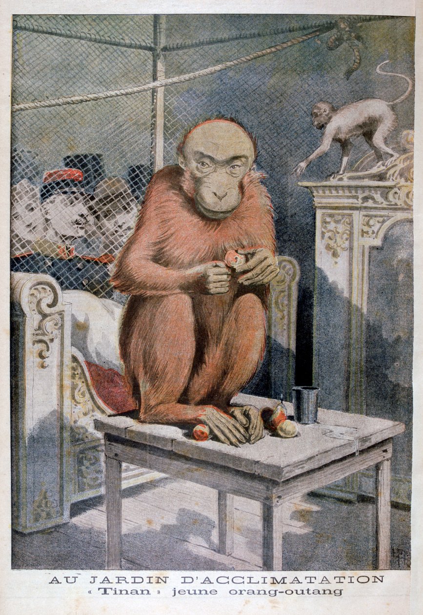 Orangutangen Tinan, 1896 af Henri Meyer