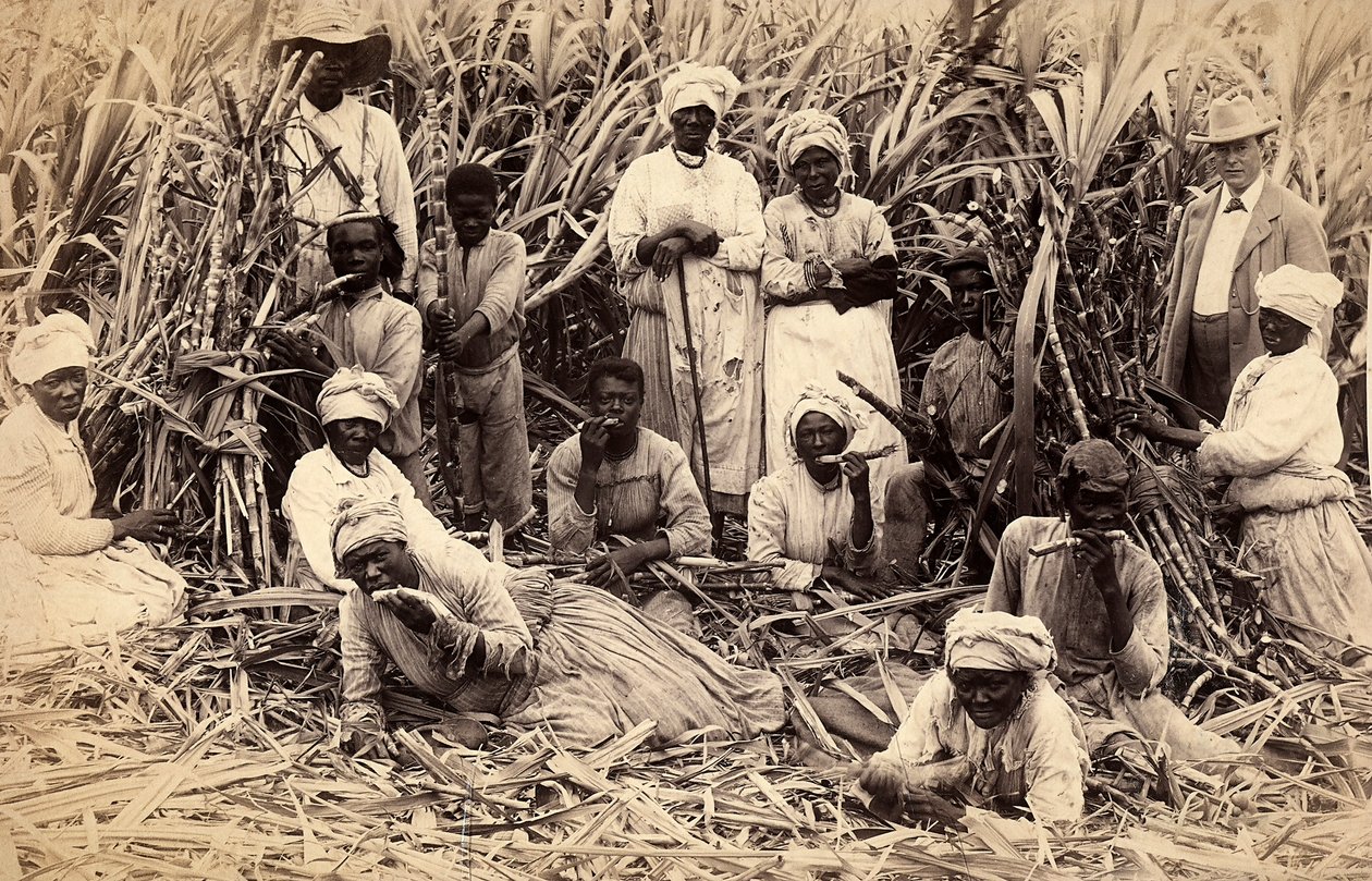 Sukkerrørsskærere, Jamaica af Henri S. Duperly