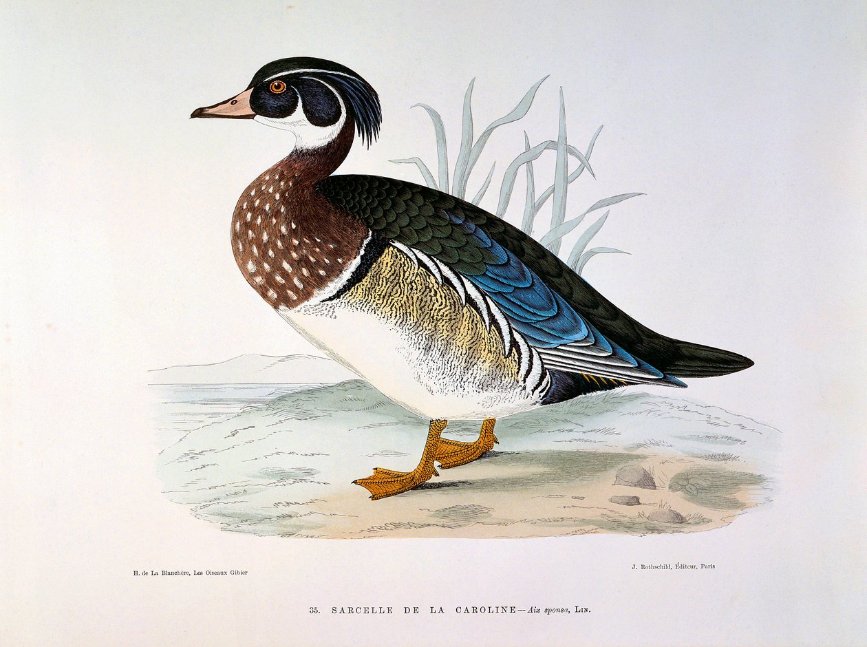 Repræsentation af en krikand af Caroline Plate af H. Blanchere af Henri de la Blanchere