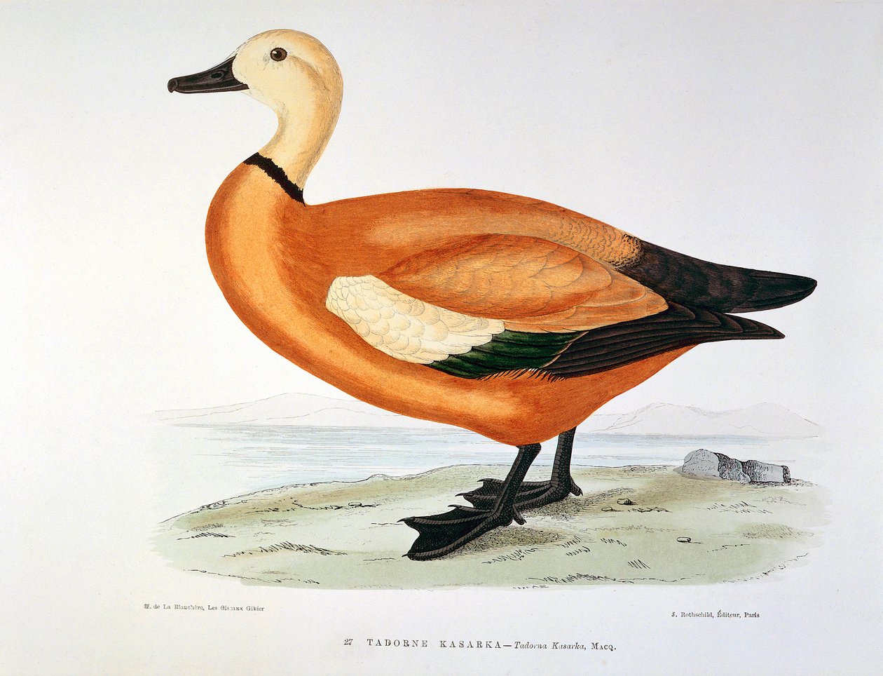 Repræsentation af en and tadorne kasarka Planche af H. Blanchere af Henri de la Blanchere