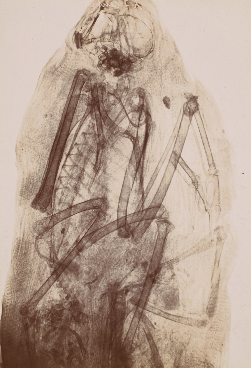 [Røntgenbillede af en rovfugls mumie], 1896. af Henri van Heurck