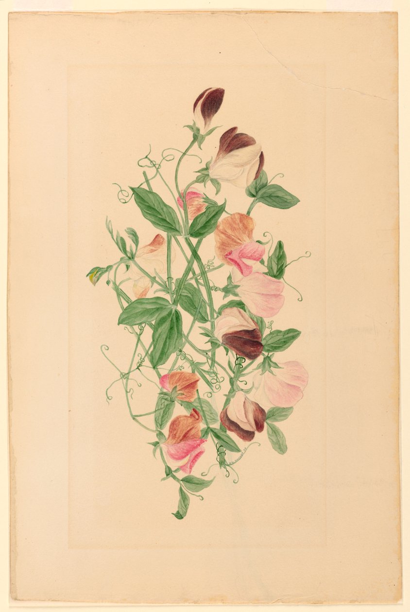 Tegning, søde ærter, 1875 af Henrietta Benson Homer