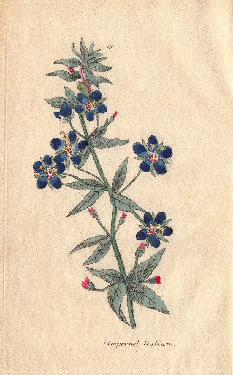 Italiensk pimpernel, Anagalis monellis, blomst af Henrietta Moriarty