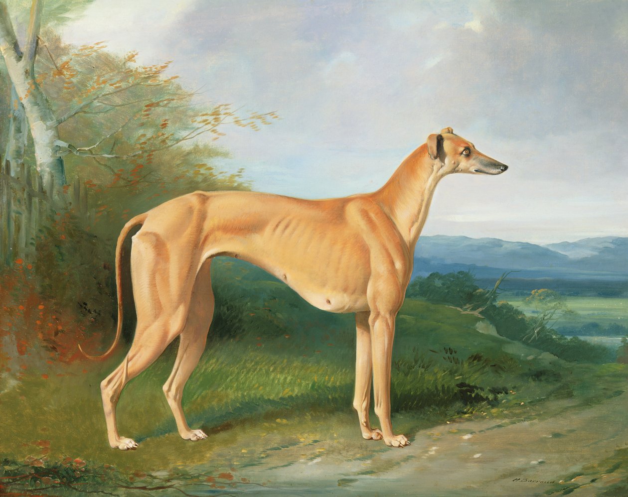 Greyhound-kællingen Lydia af Henry Barraud