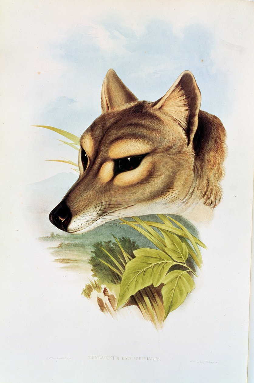 Tasmansk ulv eller tiger (thylacinus cynocephalus) af Henry Constantine Richter