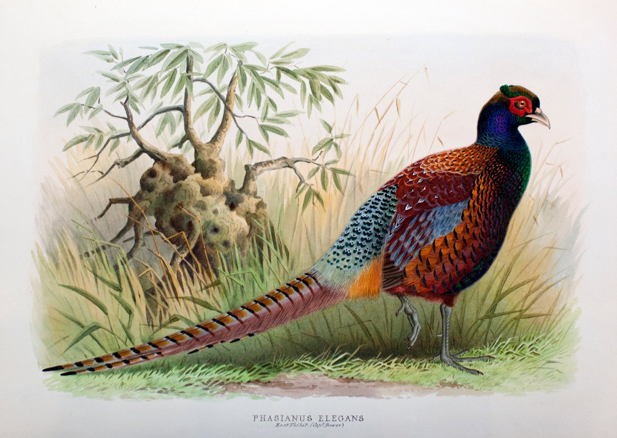 Phasianus Elegans, 1906-7 af Henry Jones
